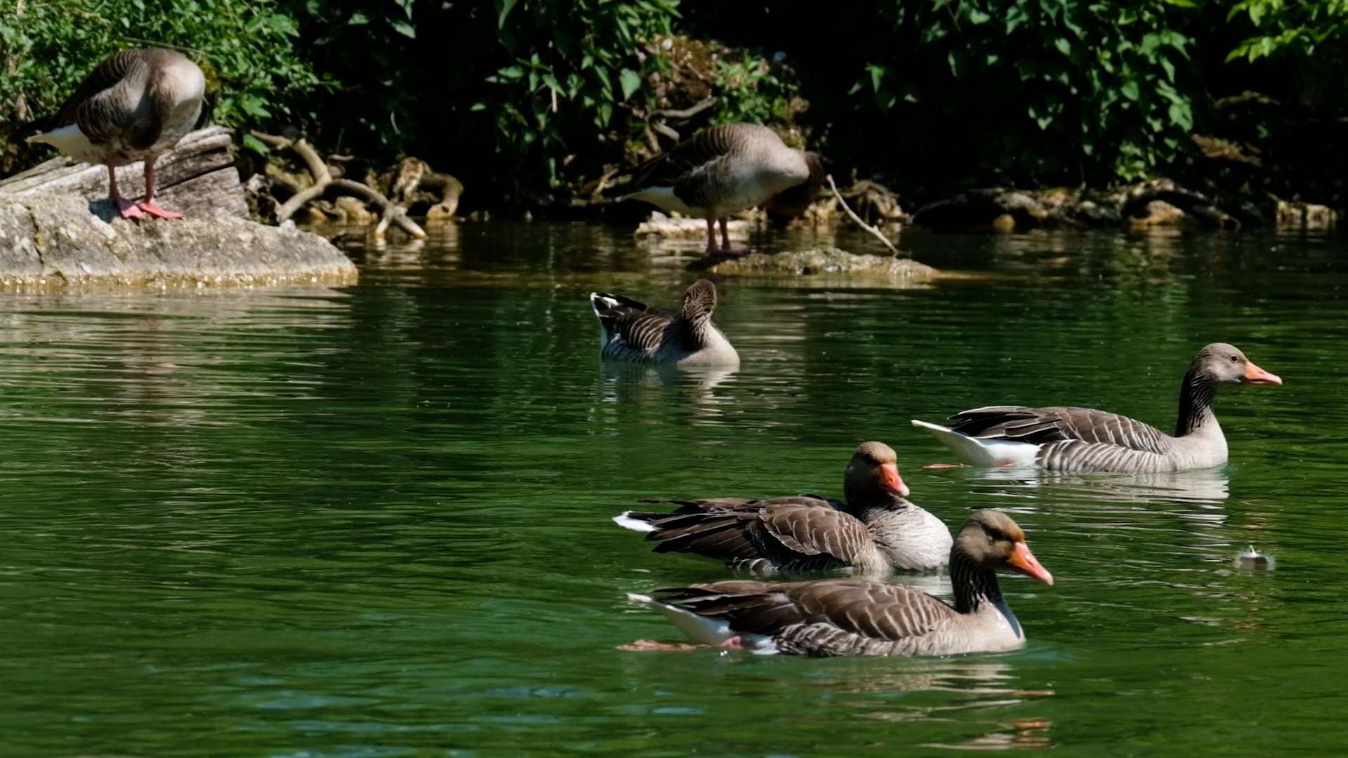 goose