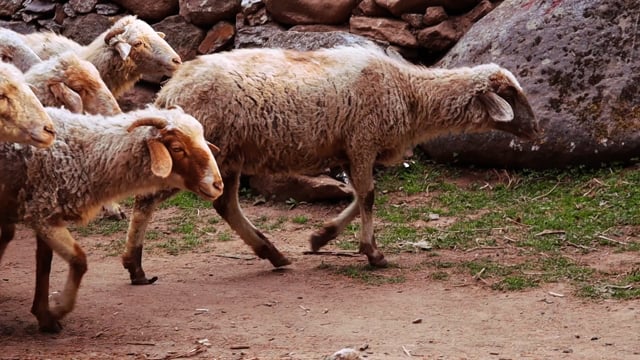 Animals Walking Videos: Download 4,216+ Free 4K & HD Stock Footage ...