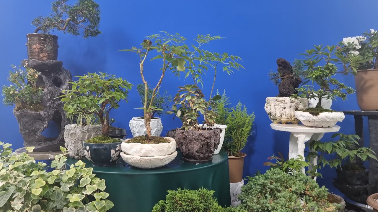 bambus garten sichtschutz Bambus-Sichtschutz LIAO BLACK