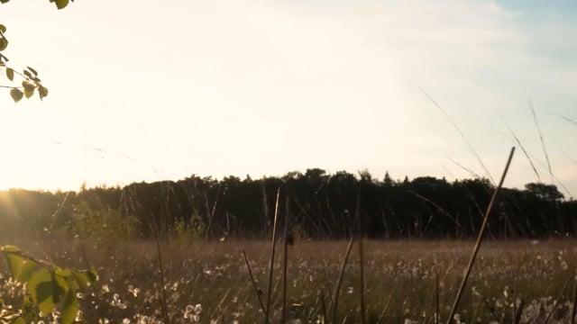 Ultimate Nature Video Collection Download 4k 1080p Copyright Free
