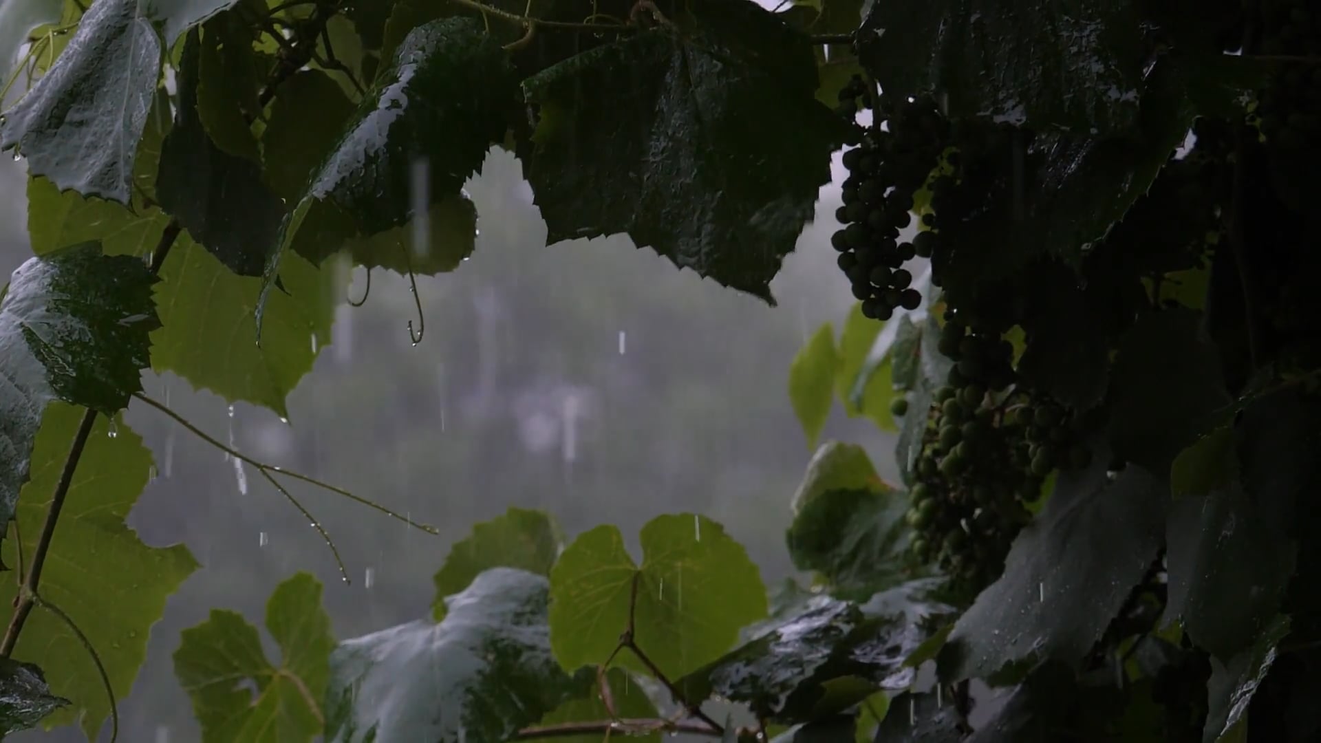 rain — free pixabay stock footage