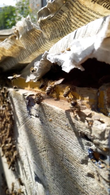 Bees Beehive Hive Free Stock Video Pixabay