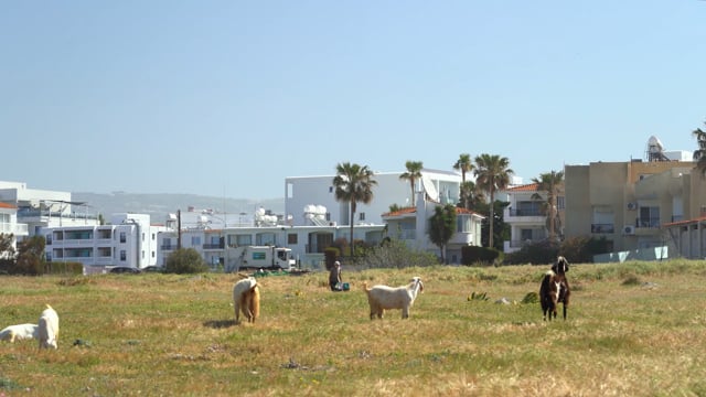 Goats Livestock Grazing Free Stock Video Pixabay