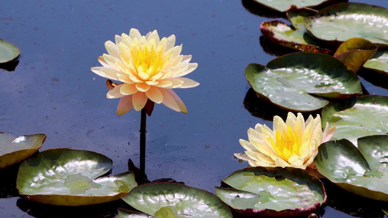 Blumen Lotus Pflanze - Free video on Pixabay