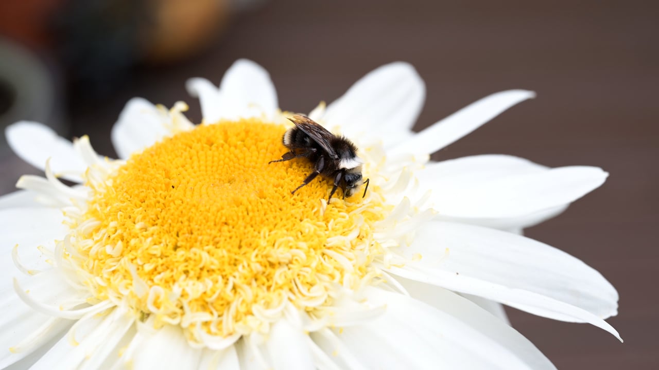 Pollination Video Nature, Pollination, Bee. Free Stock Video - Pixabay