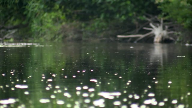 River, Spiders, Bugs. Free Stock Video - Pixabay