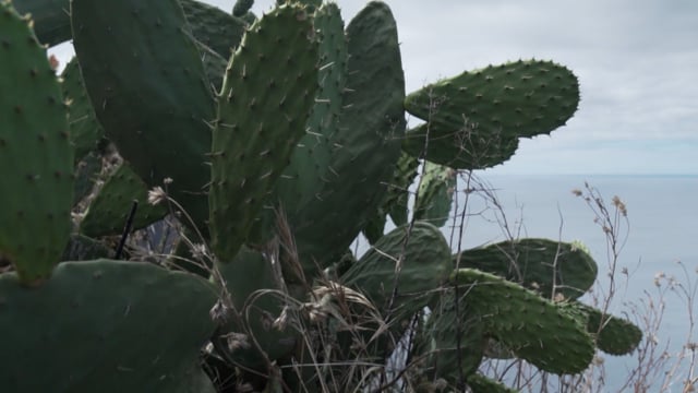 Cactus, Ocean, Sea, Madeira
