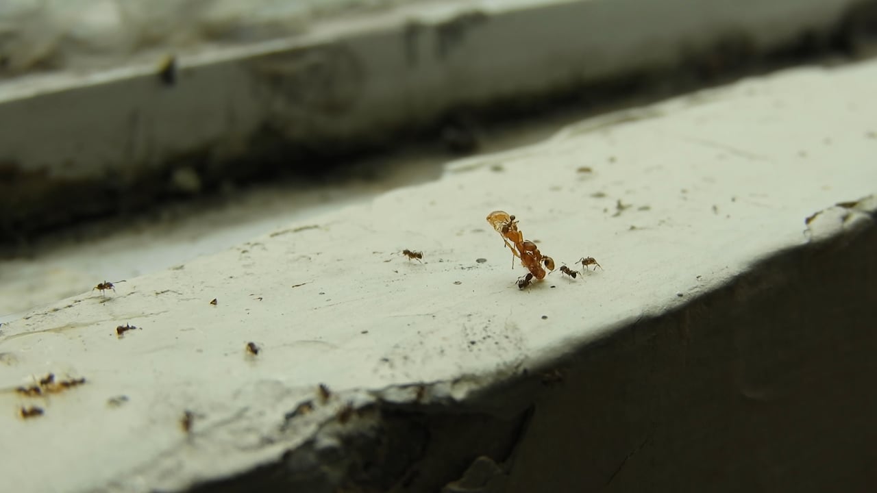 Ants, Insects, Job, Nature