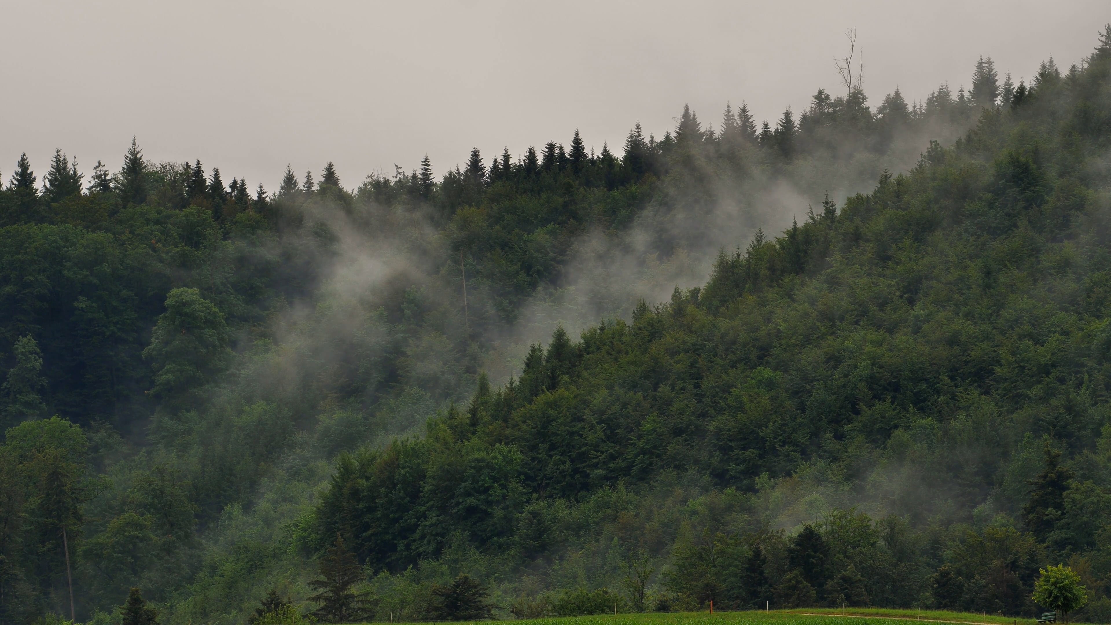 forest — free pixabay stock footage