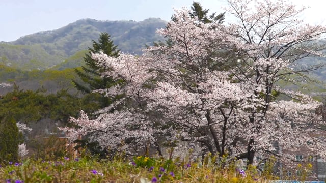Spring Cherry Blossom Nature Free Stock Video Pixabay