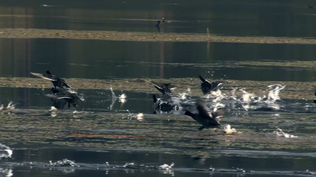 Verborgen camera legt jonge watervogel vast die de wereld ontdekt