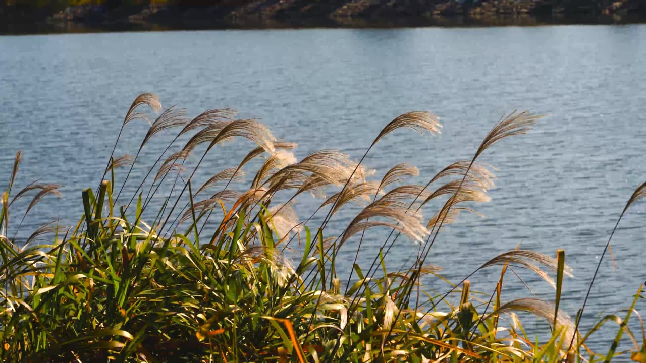 억새 강변 갈대 - Free video on Pixabay