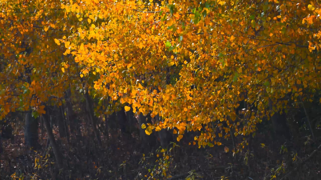Autumn, Autumn Leaves, Autumn Scenery