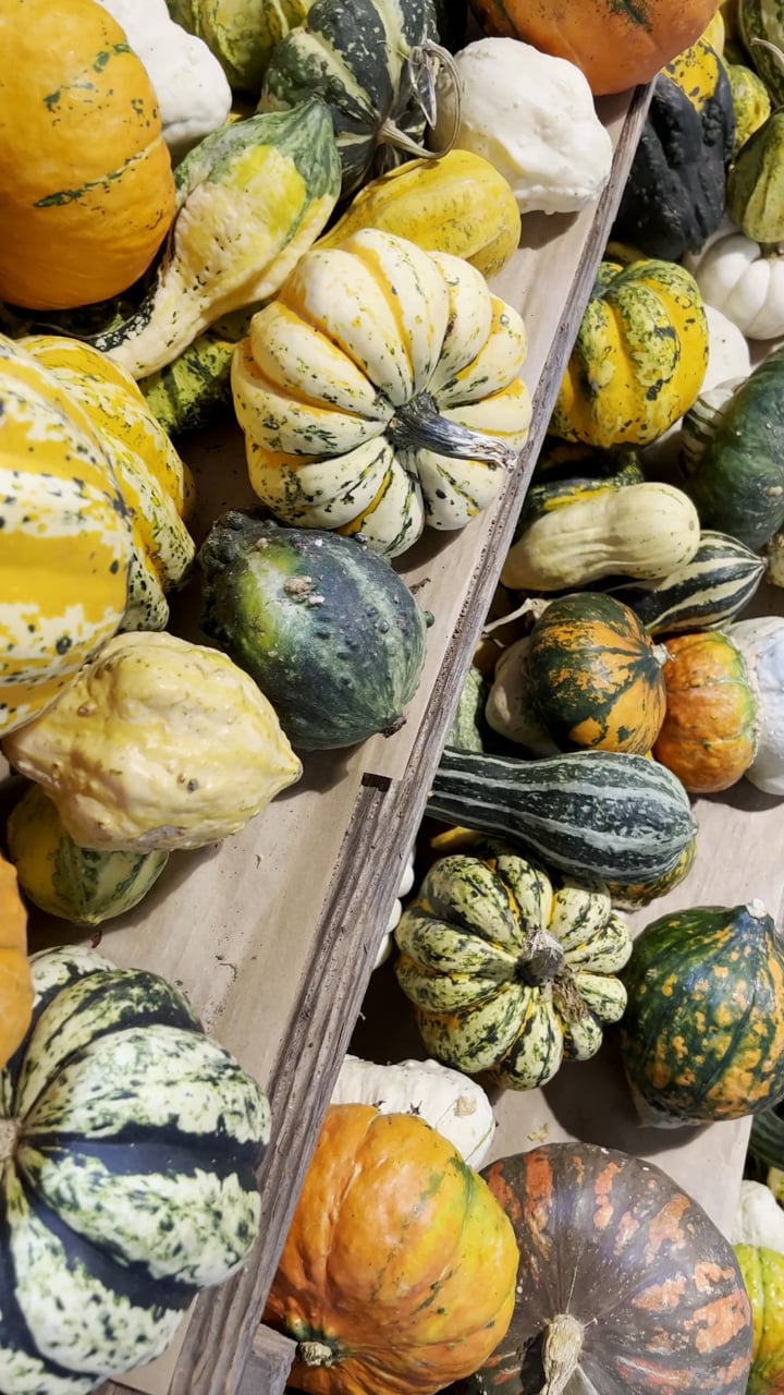 Calabaza Fruta Vegetal Víspera De - Free video on Pixabay