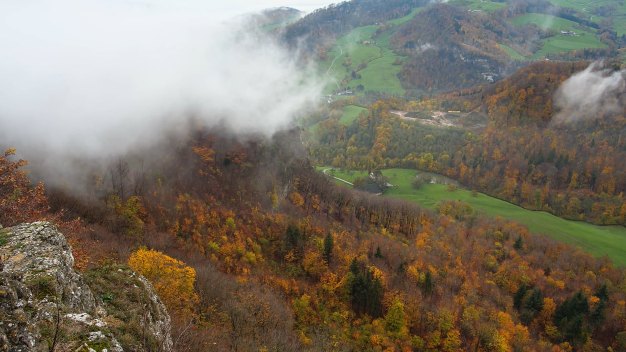 Fogging, Landscape, Forest. Free Stock Video Pixabay