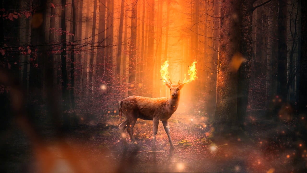 Deer, Fire, Horns. Free Stock Video - Pixabay