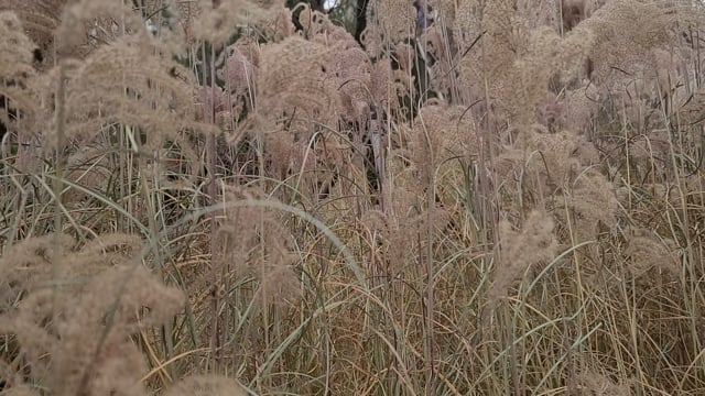 Reed, Silver Grass, Reed Forest. Free Stock Video - Pixabay