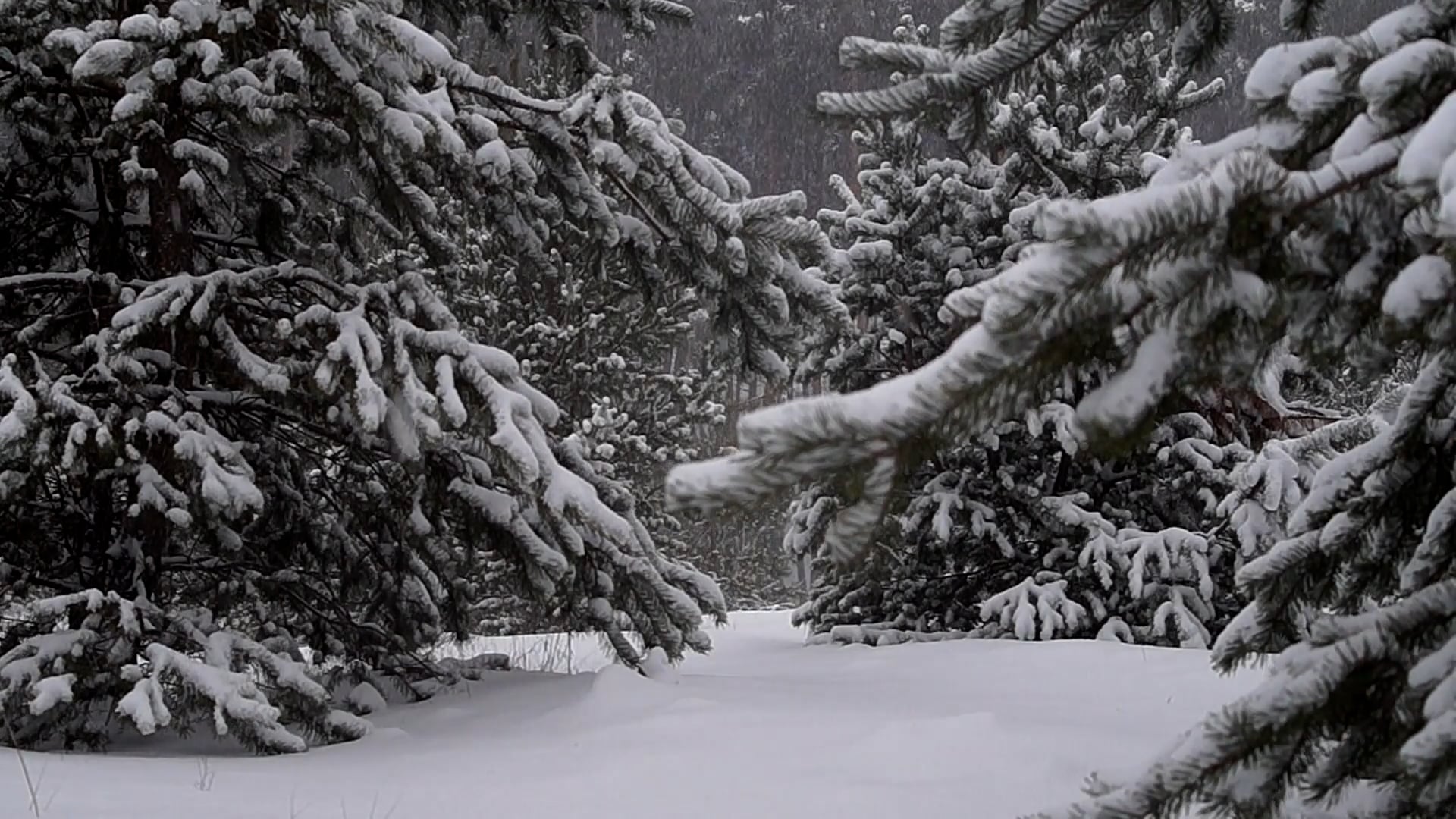 pine