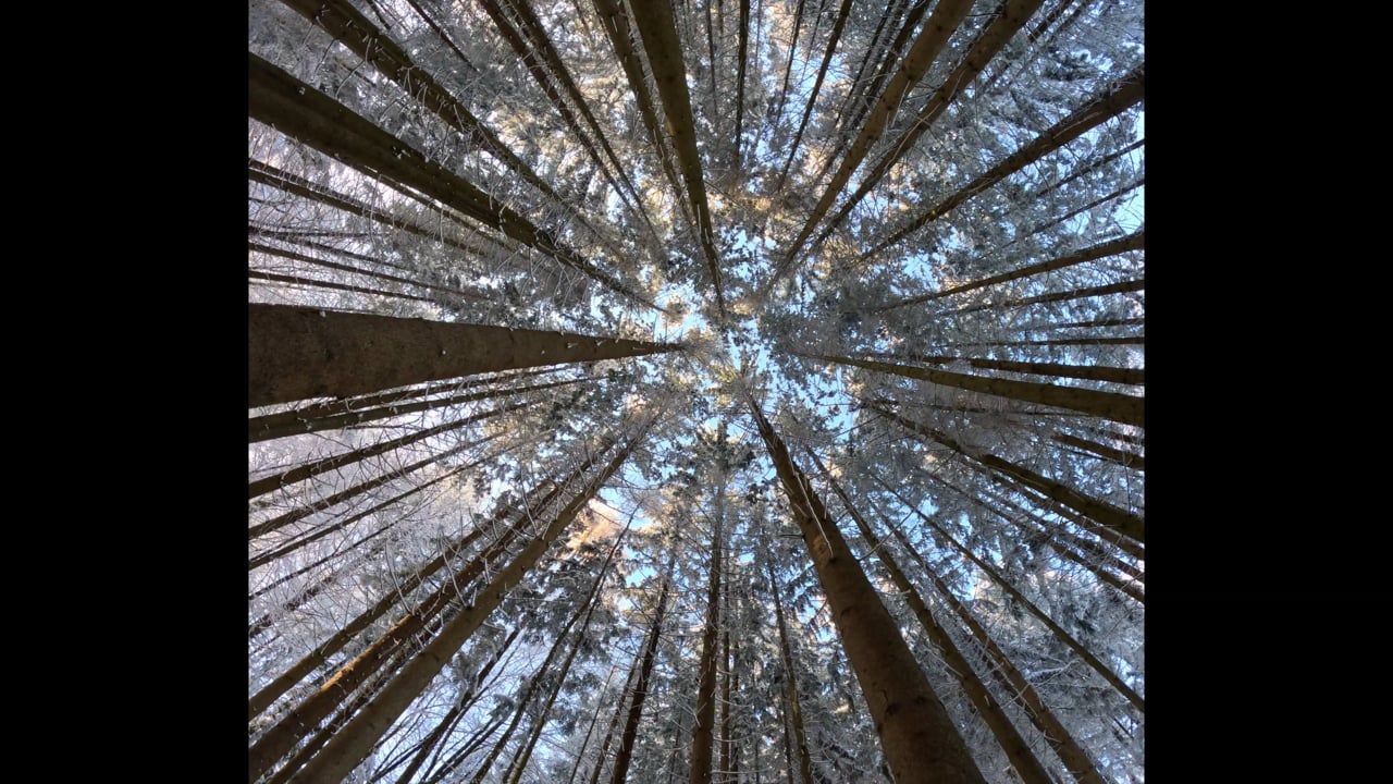 树梢 树木 森林 - Free video on Pixabay - Pixabay