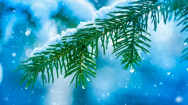 Tree, Snow, Cold, Winter, Nature, Forest