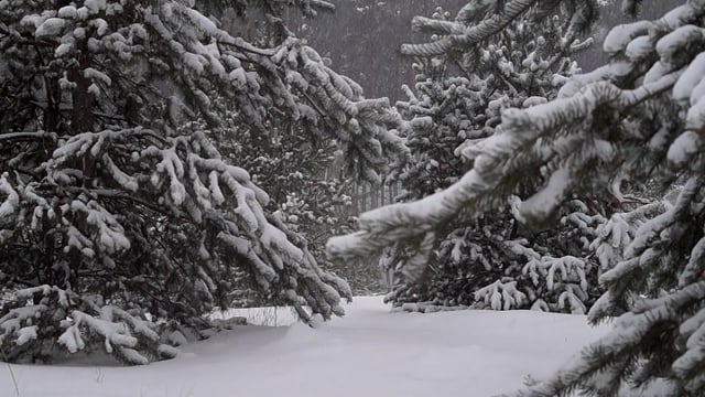 Snow, Trees, Forest, Christmas