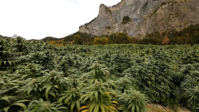 Cbd, Hemp, Flower, Field