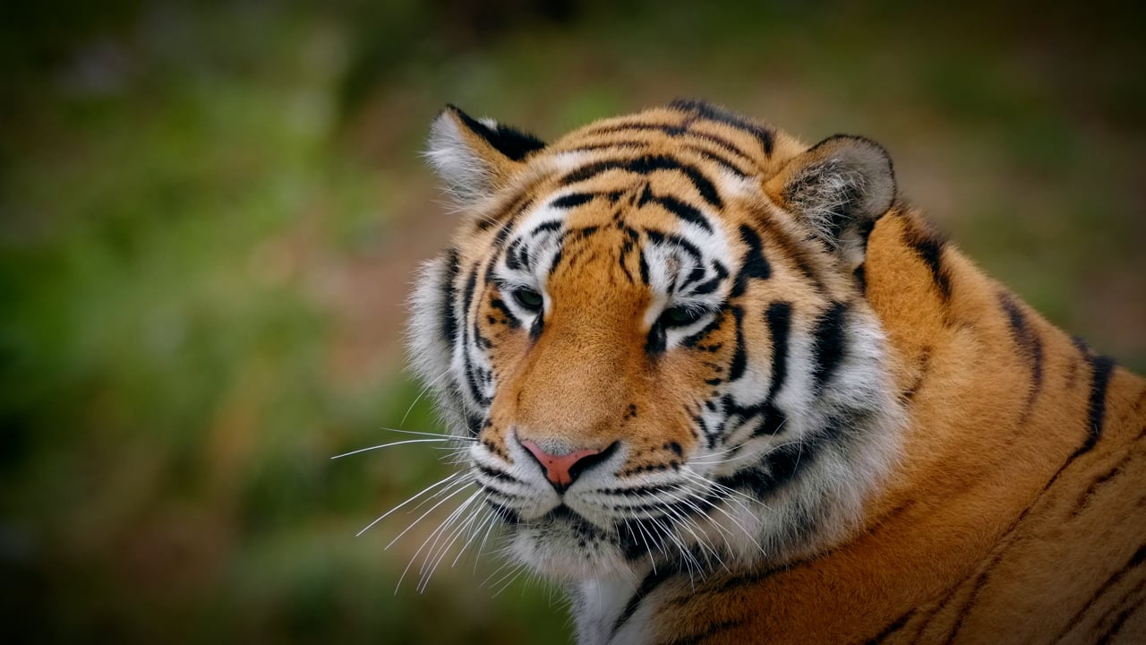 Tiger Videos Videos Download 1 479 Free 4K HD Stock Footage Clips 