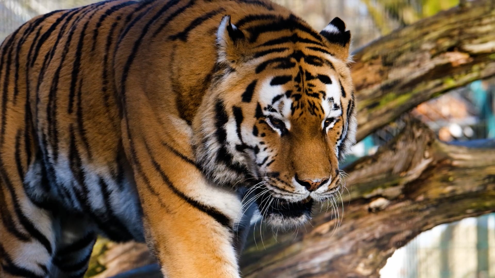 tiger