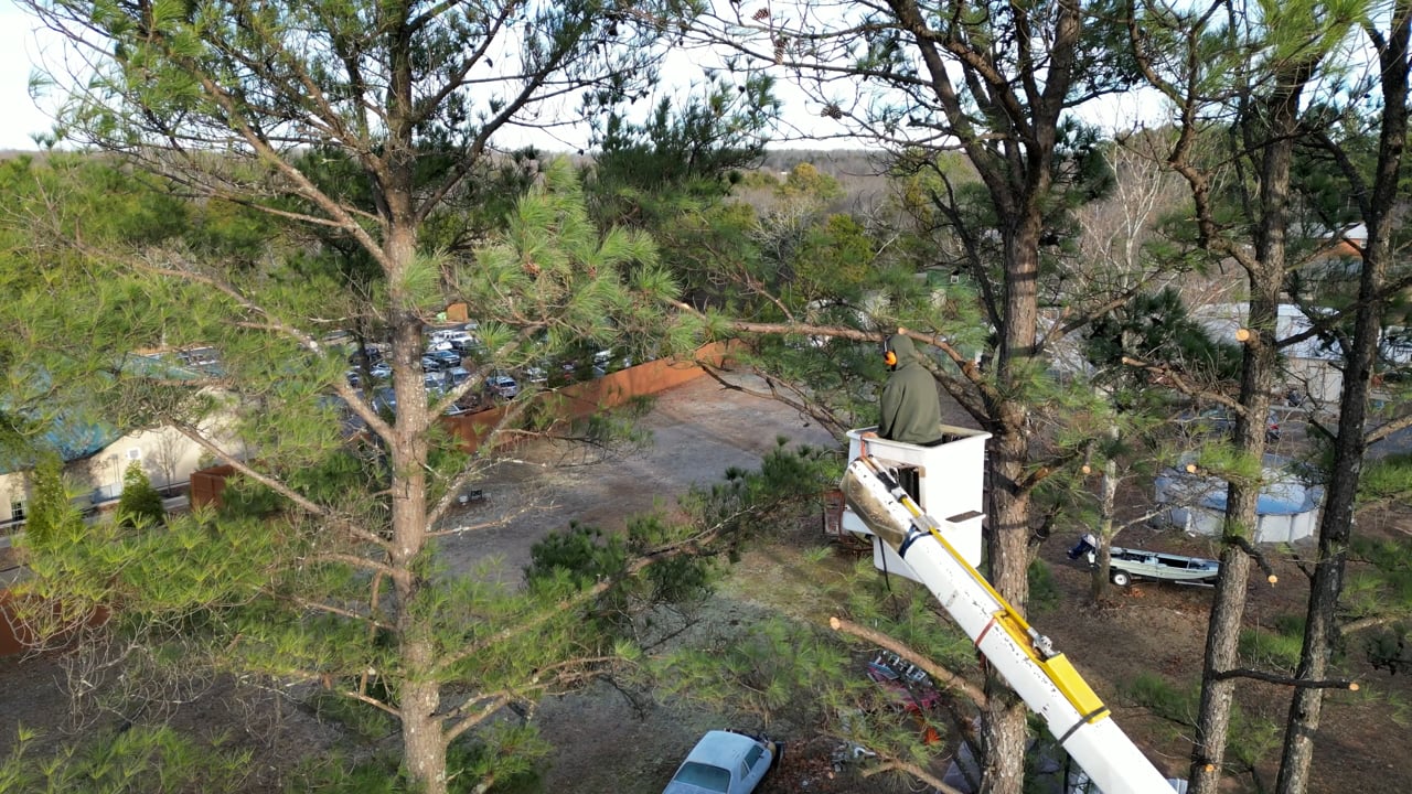 Tree Trimming Tree Pruning Chainsaw Free Stock Video Pixabay