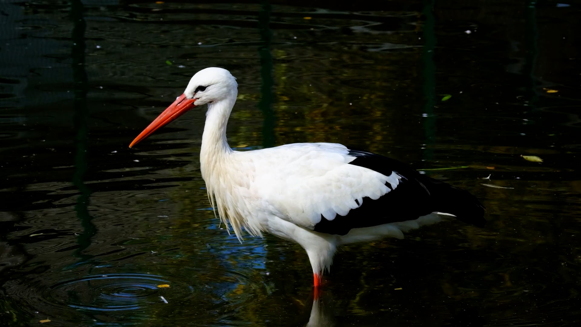 stork