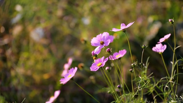 Flower, Cosmos, Wind, Rustle, Autumn