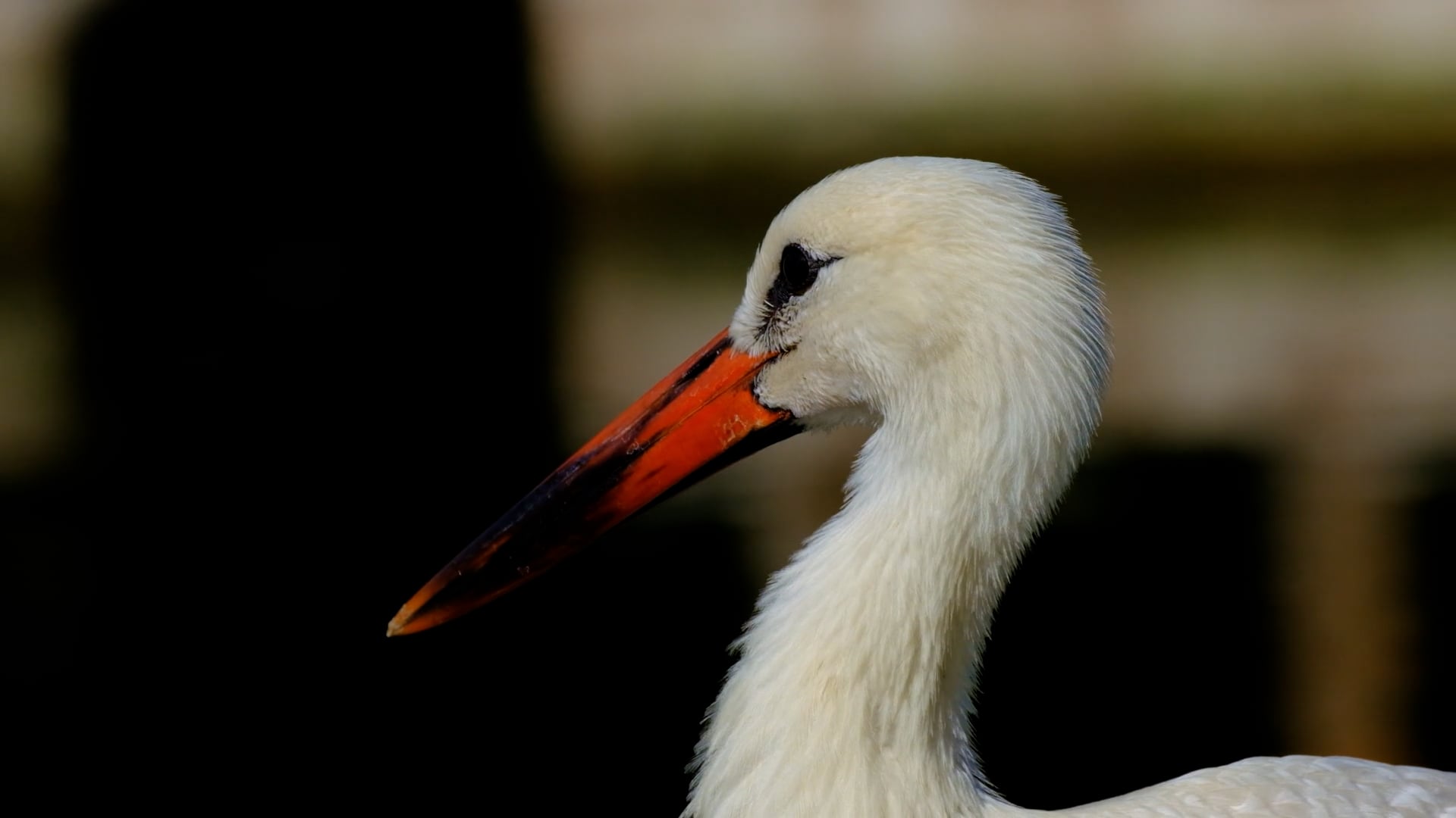 stork