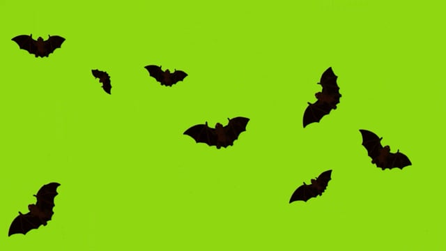 Bats, Flying, Horror. Free Stock Video - Pixabay