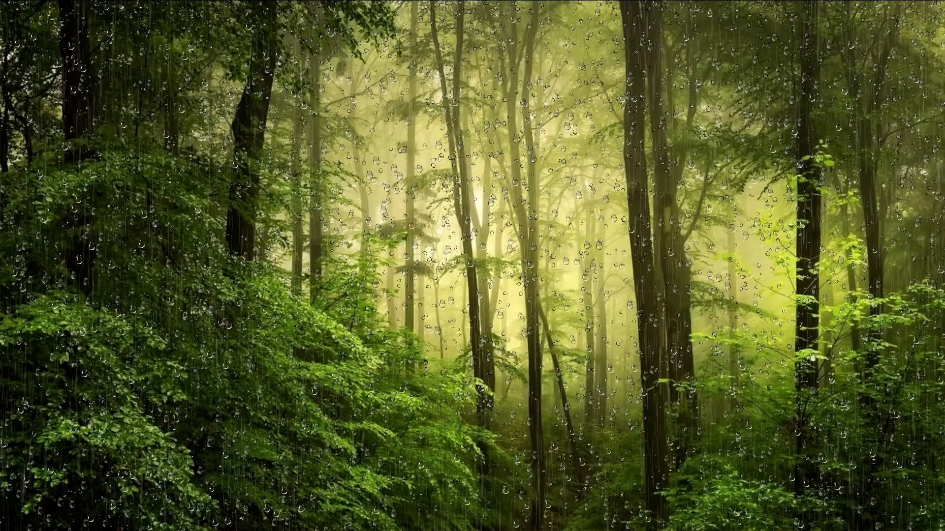 forest