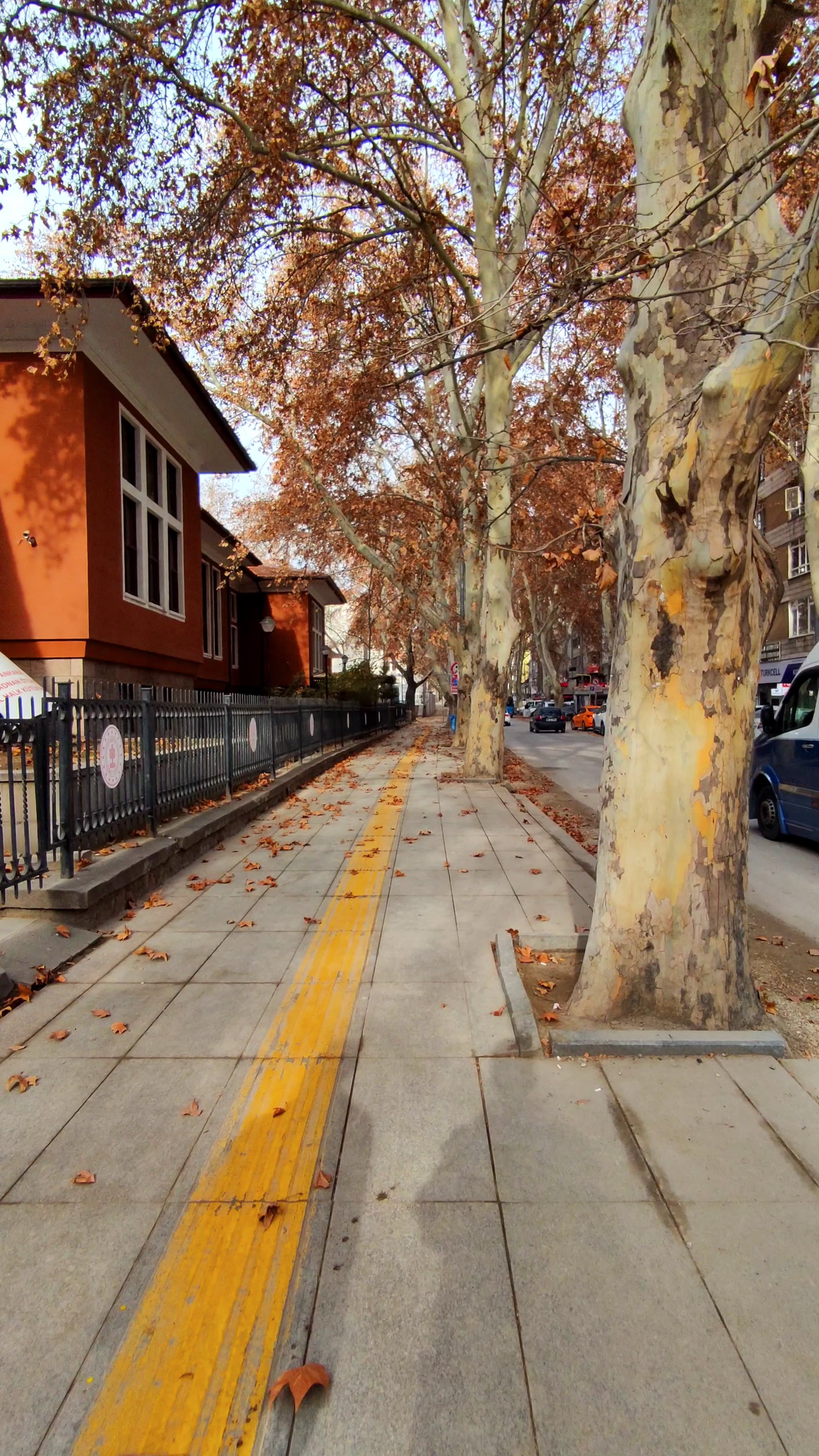 Trees Street Spring Autumn