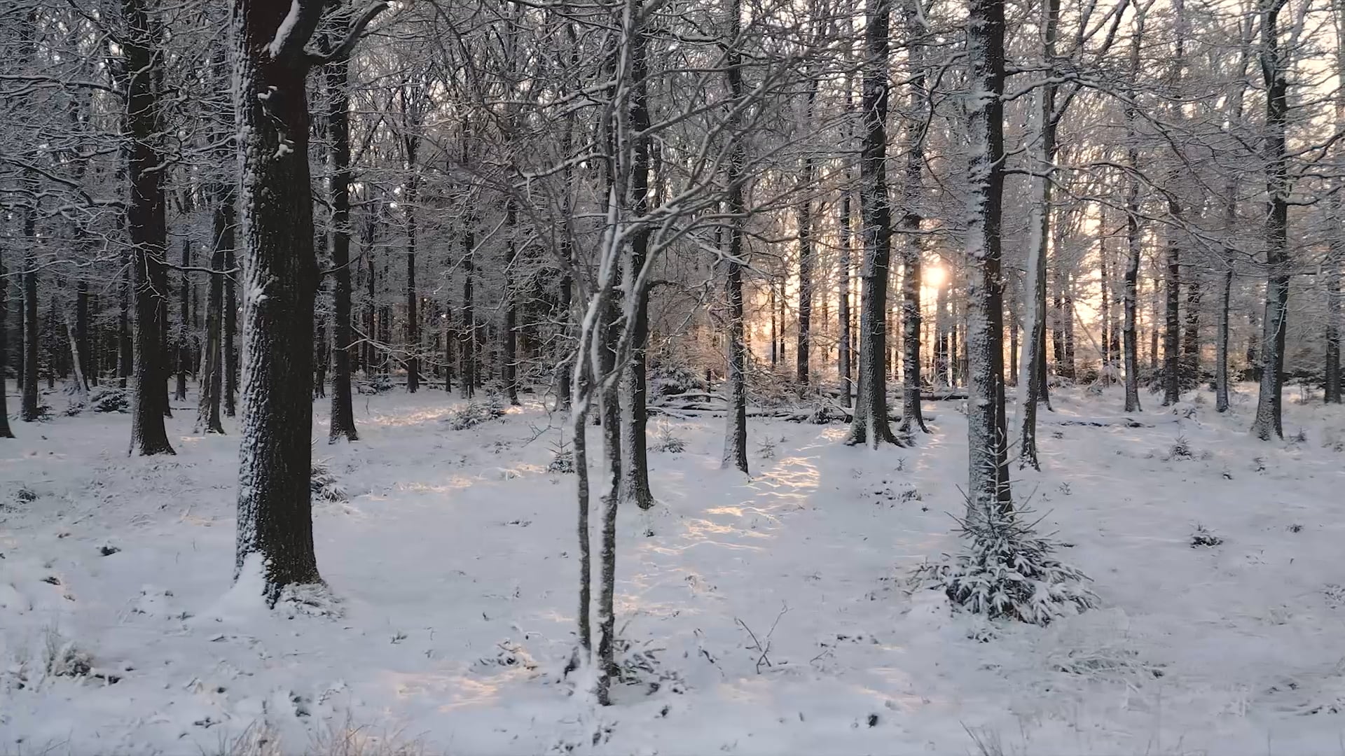 trees