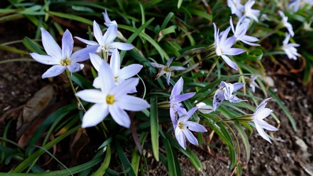 Floare Spring Flowers, Flour, Spring. Free Stock Video - Pixabay