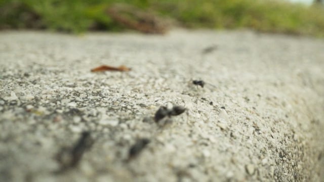 ants, insects, nature, animal, macro, wildlife, isolated, wild, plague, group, background