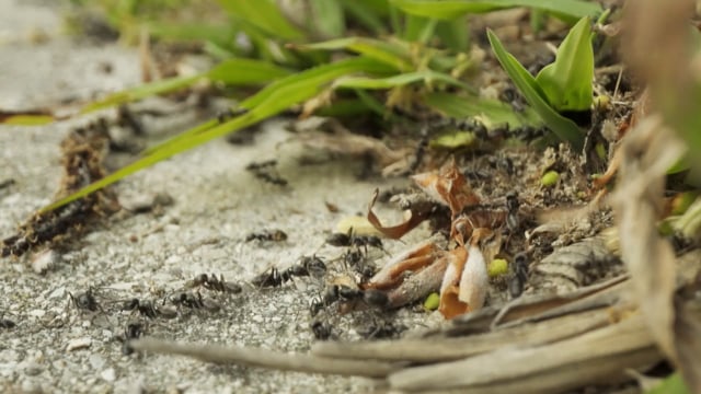 ants, insects, nature, animal, macro, wildlife, isolated, wild, plague, group, background