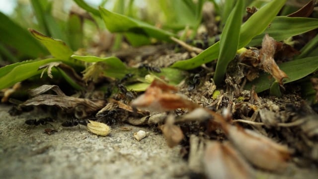 ants, insects, nature, animal, macro, wildlife, isolated, wild, plague, group, background