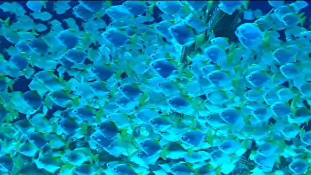 Poisson Aquarium - Free video on Pixabay - Pixabay