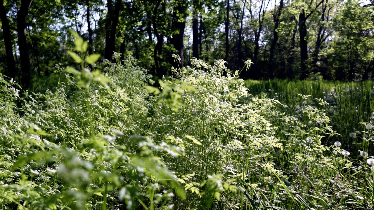 Forest Flowers Wind Free Stock Video Pixabay