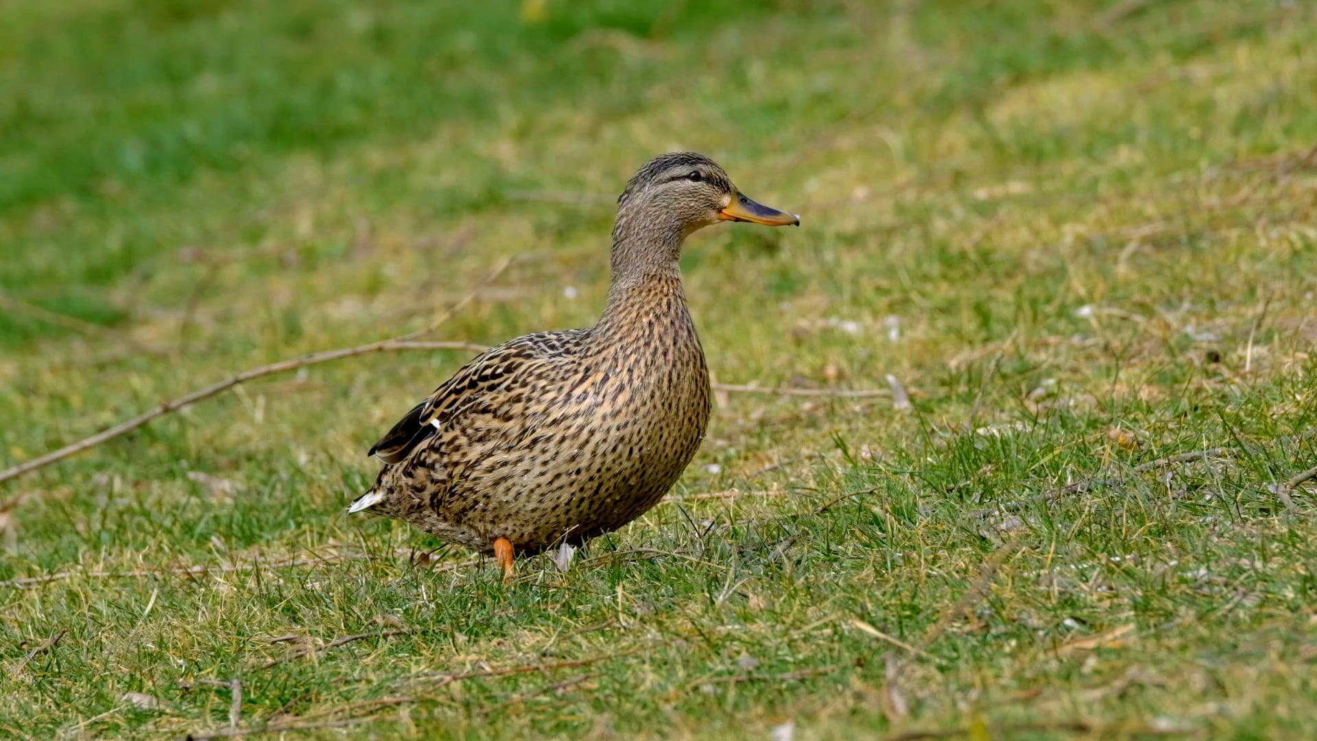 duck