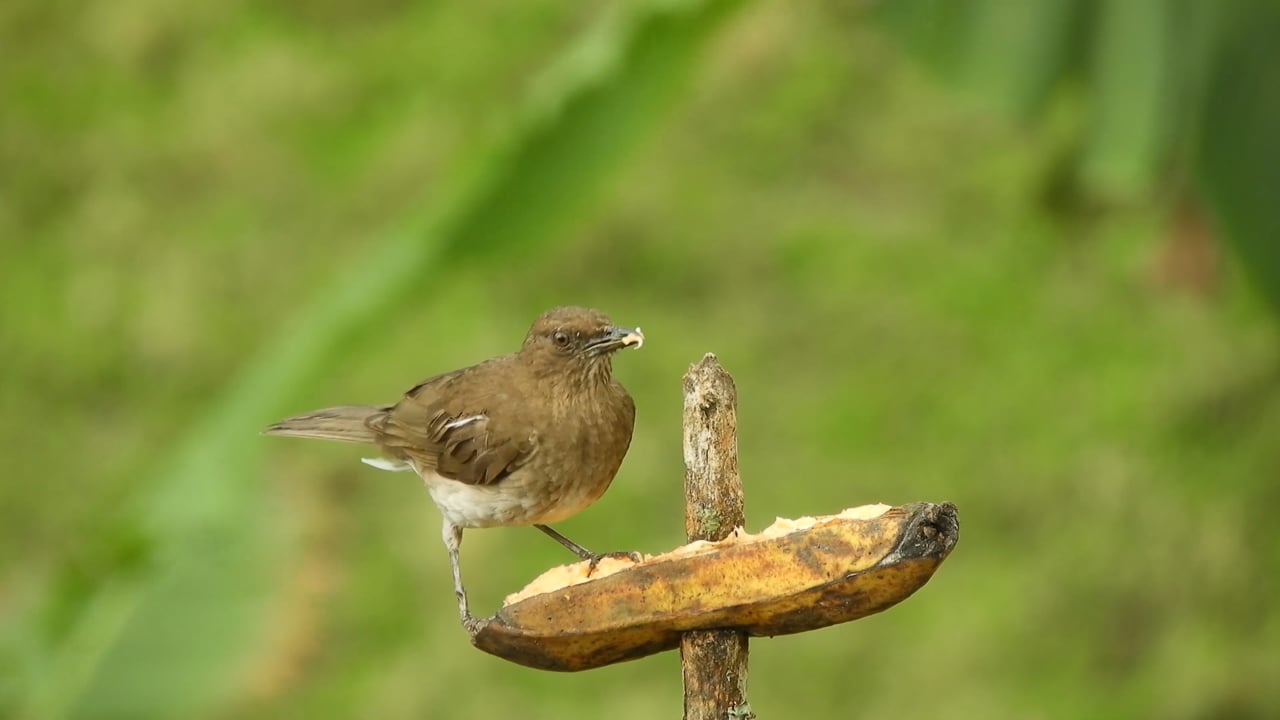 자연 경치 조류 - Free video on Pixabay