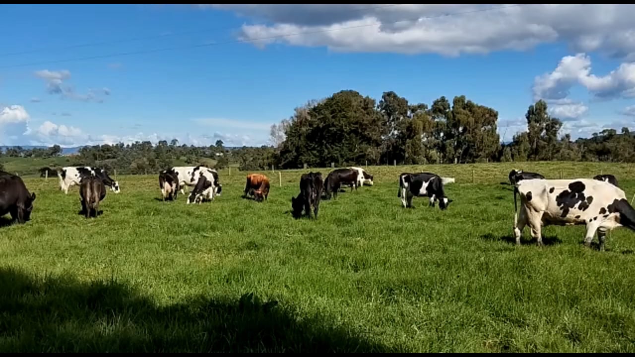 Cows, Animals, Nature. Free Stock Video - Pixabay