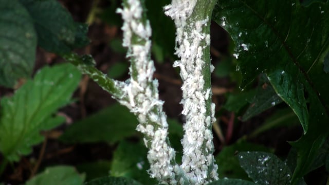 Nature Footage, Nature, Insects. Free Stock Video - Pixabay