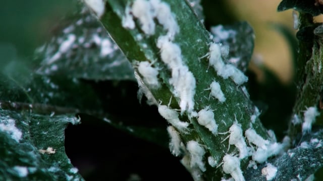 Nature Footage, Nature, Insects. Free Stock Video - Pixabay