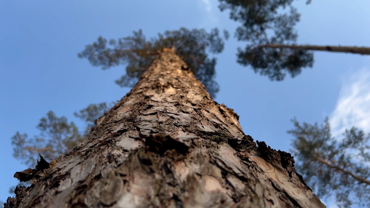 Arvores Pinho Floresta Free video on Pixabay Pixabay