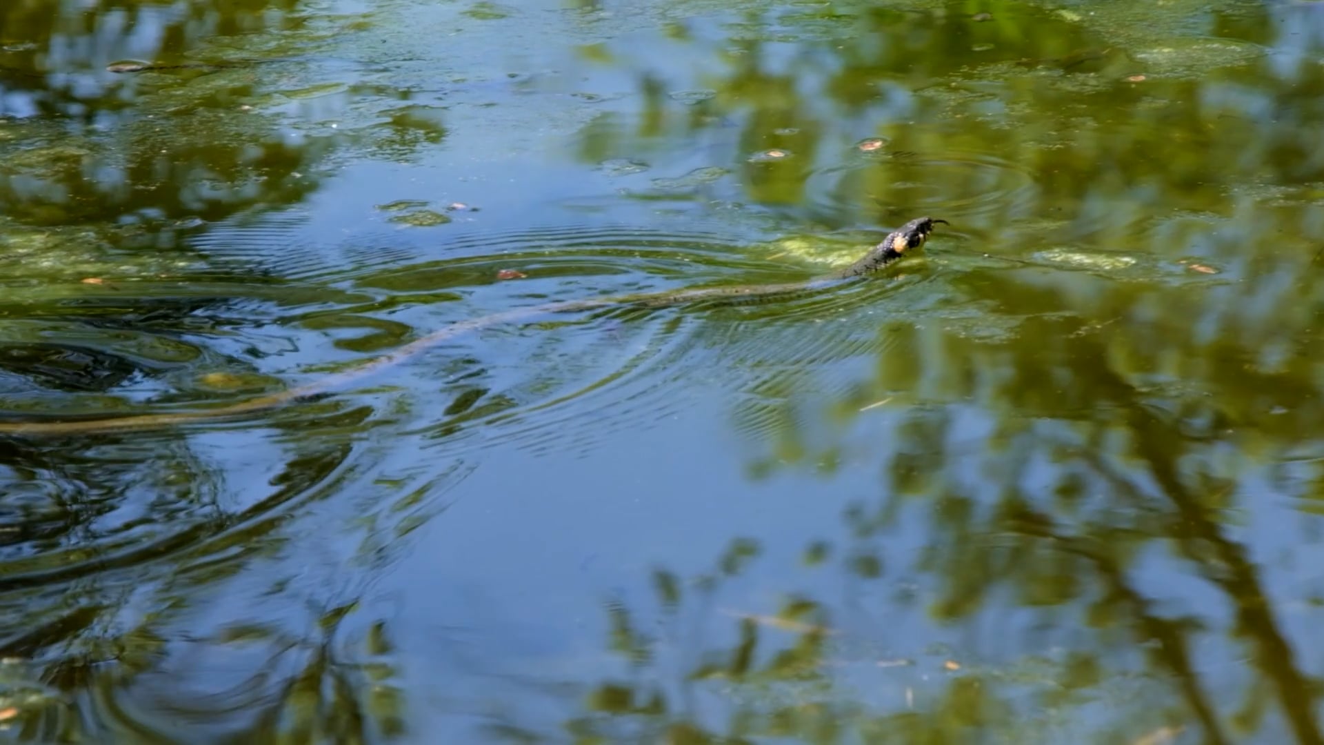 water snake