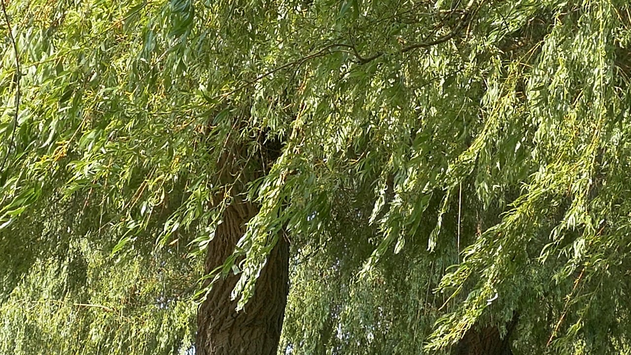 Willow, Willow Tree, Weeping Willow. Free Stock Video - Pixabay